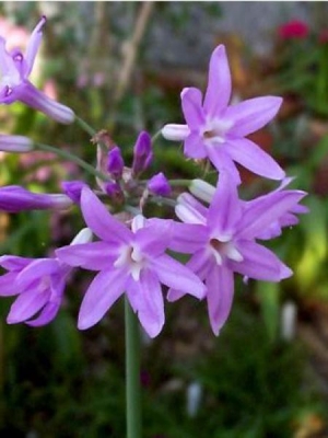 Tulbaghia Violacéa